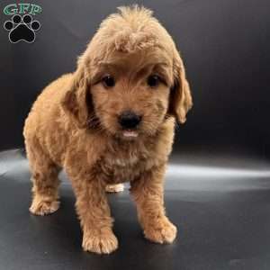 Zeus, Mini Goldendoodle Puppy